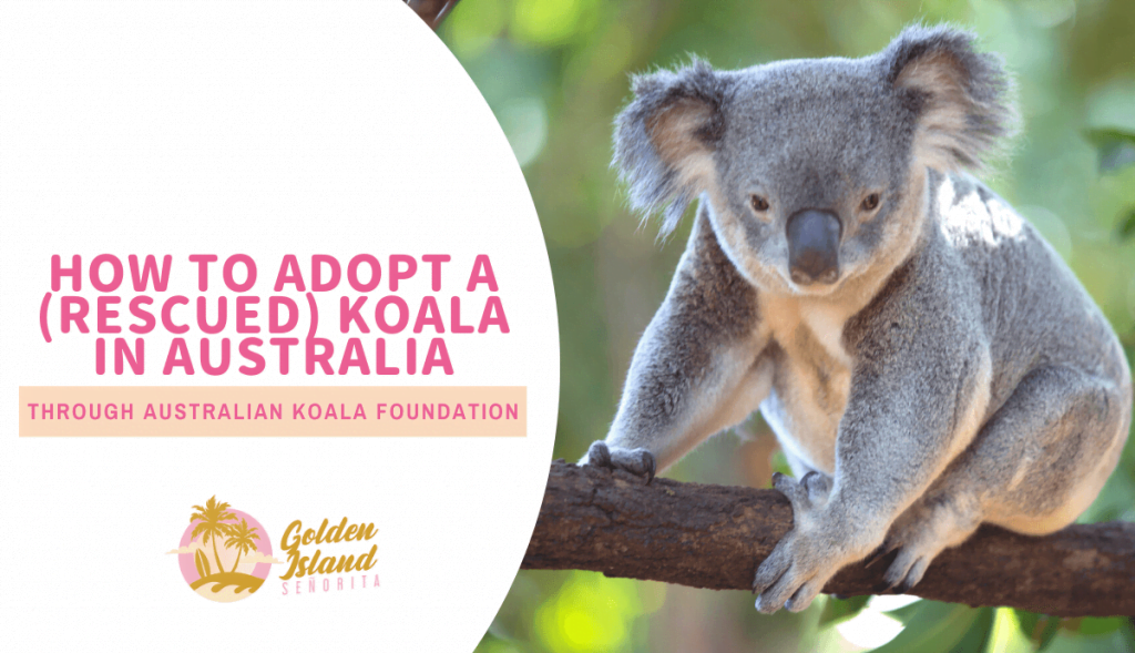 How to Adopt a Koala in Australia