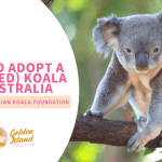 How to Adopt a Koala in Australia
