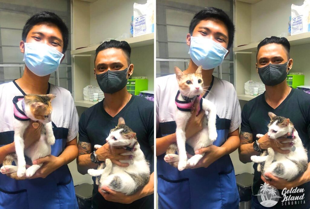 biyaya animal care 008 Biyaya Animal Care: Where Compassion Meets Affordability Biyaya, Biyaya Animal Care, Low-Cost Spay, Pet Care, Veterinary Clinic