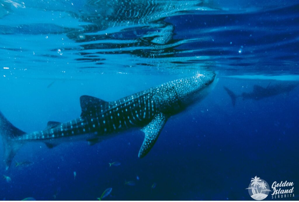 Exploring the 7 Common Types of Tourist Attractions: From Natural Wonders to Cultural Gems 5 Exploring the 7 Common Types of Tourist Attractions: From Natural Wonders to Cultural Gems