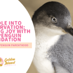 Waddle into Conservation: Adopting Joy with The Penguin Foundation – Your Guide to Penguin Parenthood!