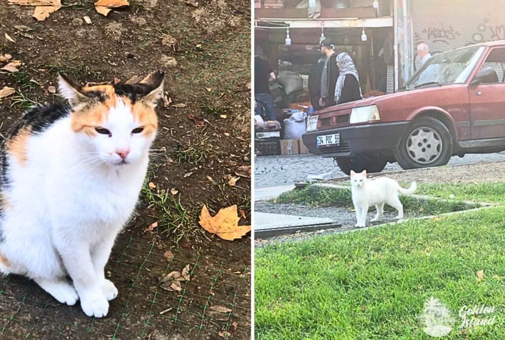 The Cats of Turkey: A complete guide to the world's most celebrated cat culture 6 cats of turkey 007 The Cats of Turkey: A complete guide to the world's most celebrated cat culture