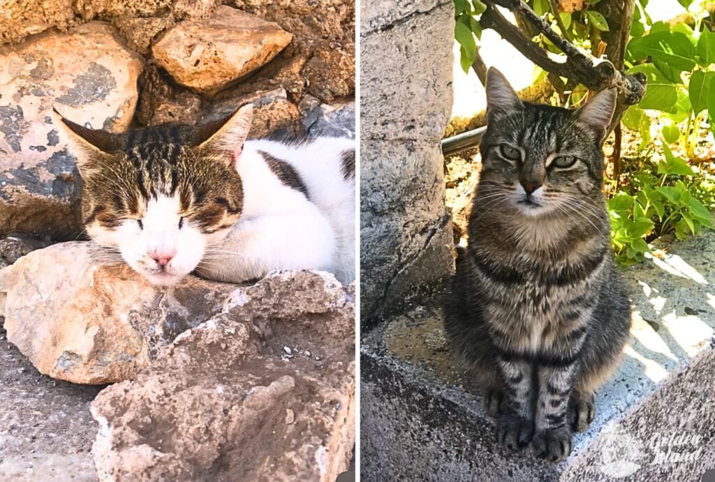 The Cats of Turkey: A complete guide to the world's most celebrated cat culture 7 cats of turkey 008 The Cats of Turkey: A complete guide to the world's most celebrated cat culture