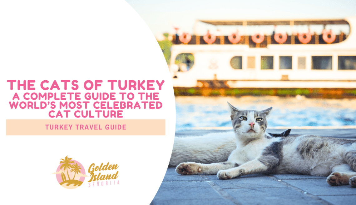 The Cats of Turkey: A complete guide to the world's most celebrated cat culture