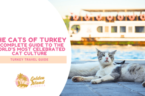 The Cats of Turkey: A complete guide to the world's most celebrated cat culture 12 The Cats of Turkey: A complete guide to the world's most celebrated cat culture