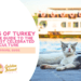 The Cats of Turkey: A complete guide to the world's most celebrated cat culture
