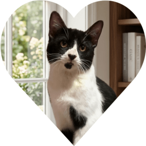 The Cats of Turkey: A complete guide to the world's most celebrated cat culture 2 Orion, Cats of Turkey